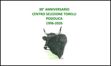 30^ ASTA TORELLI di razza PODOLICA